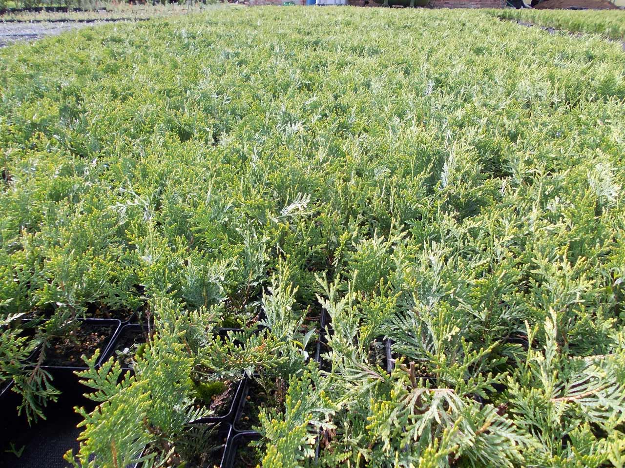 koristepensaiden taimet Thuja occidentalis Smaragd Thuja Brabant Puola