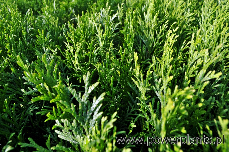 koristepensaiden taimet Thuja occidentalis Smaragd Thuja Brabant Puola