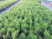 koristepensaiden taimet Thuja occidentalis Smaragd Thuja Brabant Puola