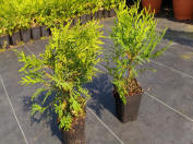 koristepensaiden taimet Thuja occidentalis Smaragd Thuja Brabant Puola