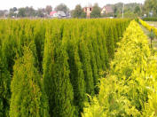 koristepensaiden taimet Thuja occidentalis Smaragd Thuja Brabant Puola