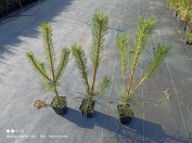 koristepensaiden taimet Thuja occidentalis Smaragd Thuja Brabant Puola